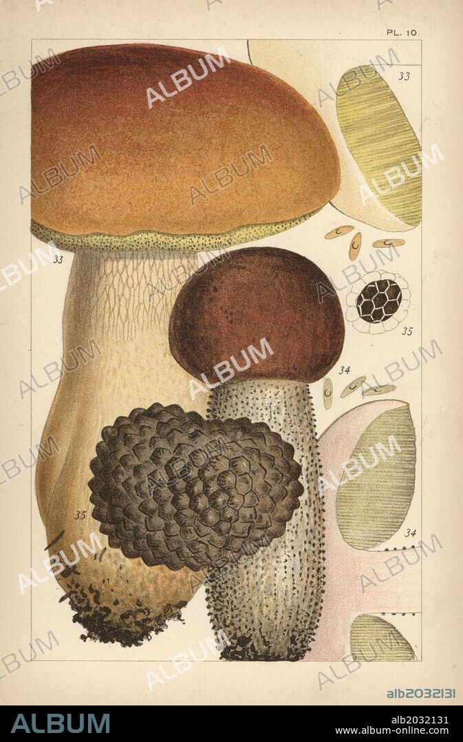 Porcino mushroom, Boletus edulis 33, birch bolete, Leccinum scabrum 34, and summer truffle, Tuber aestivum 35. Chromolithograph after an illustration by M. C. Cooke from his own "British Edible Fungi, how to distinguish and how to cook them," London, Kegan Paul, 1891. Mordecai Cubitt Cooke (1825-1914) was a British botanist, mycologist and artist. He was curator a the India Musuem from 1860 to 1879, when he transferred along with the botanical collection to the Royal Botanic Gardens, Kew.