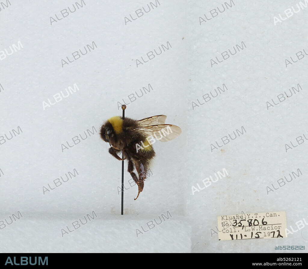 Klaune, Yukon Territory, Canada, Bombus (Bombus) lucorum (Linnaeus), Animalia, Arthropoda, Insecta, Hymenoptera, Apidae, Apinae.