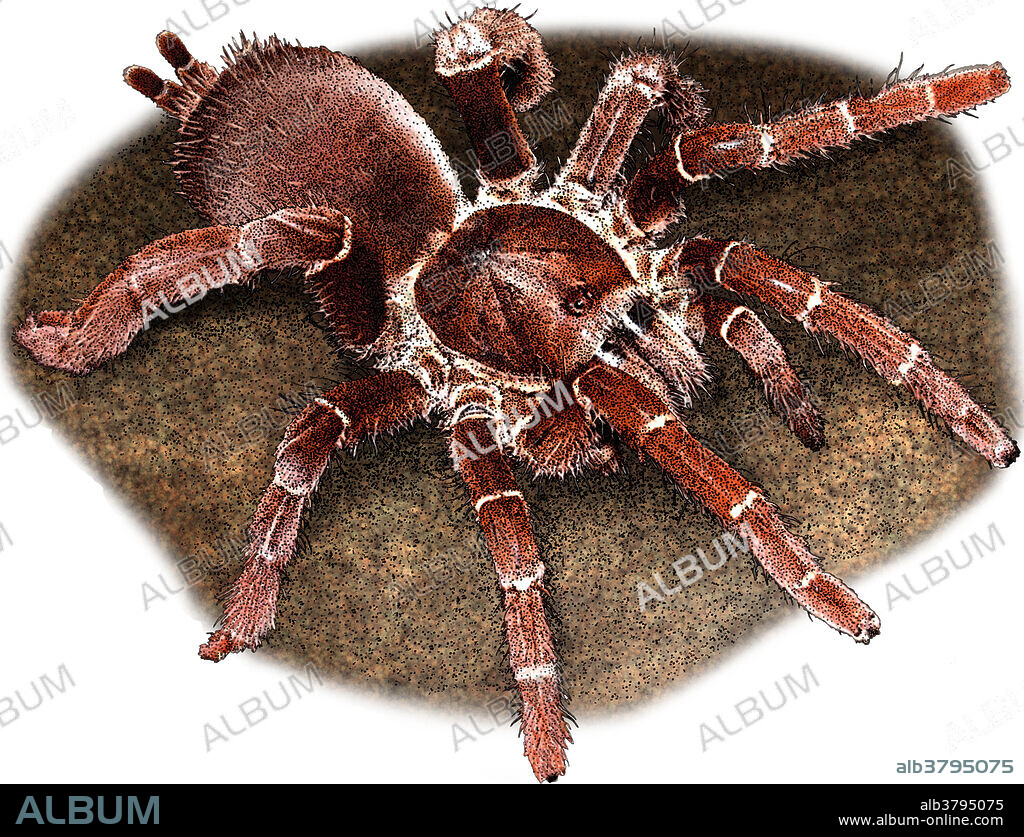 Illustration of the King Baboon Spider (Pelinobius muticus), a tarantula species native to East Africa.