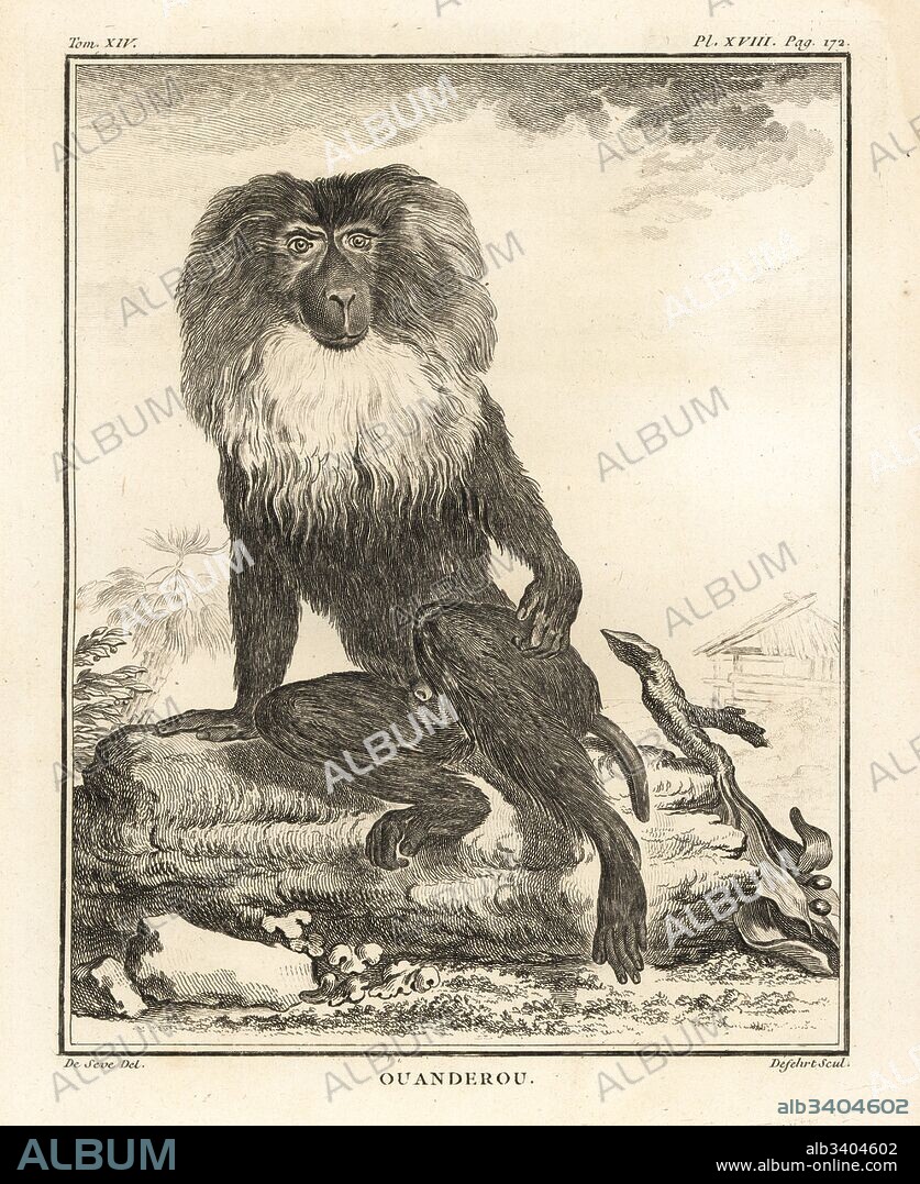Lion-tailed macaque or wanderoo, Macaca silenus. Endandered. Ouanderou. Copperplate engraving by Defehrt after an illustration by Jacques de Seve from Georges-Louis Leclerc, Comte de Buffon's Histoire Naturelle, Imprimerie Royale, Paris, 1766.