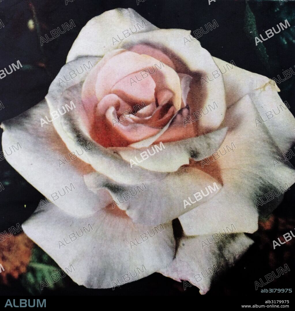 Hybrid Tea Rose Ophelia, by John Hinde.  1936. John Wilfrid Hinde (17 May 1916 – 26 December 1997)[1] was an English photographer, whose idealistic and nostalgic style influenced the art of postcard photography.
