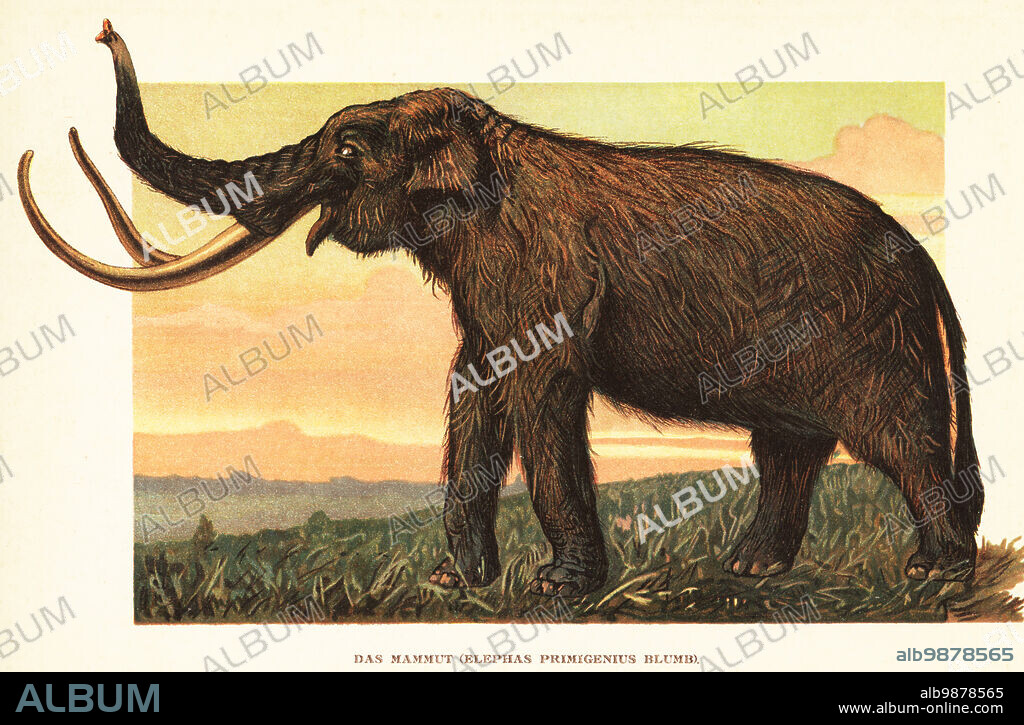 Woolly mammoth, Mammuthus primigenius, Pleistocene to Holocene. Das Mammut, Elephas primigenius. Colour printed illustration by F. John from Wilhelm Bolsches Tiere der Urwelt (Animals of the Prehistoric World), Reichardt Cocoa company, Hamburg, 1908.