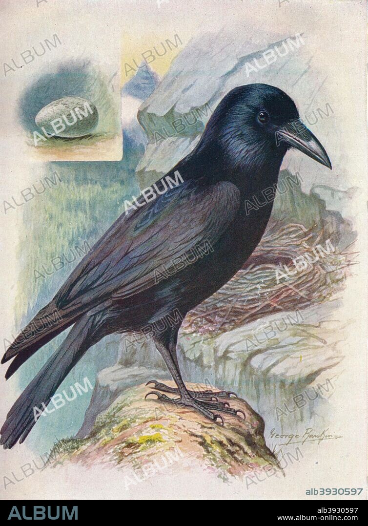 'Raven - Cor'vus cor'ax', c1910, (1910). From Britain's Birds and Their Nests, by A. Landsborough Thomson. [The Waverley Book Company, Limited, W. & R. Chambers, Limited, London & Edinburgh, 1910].