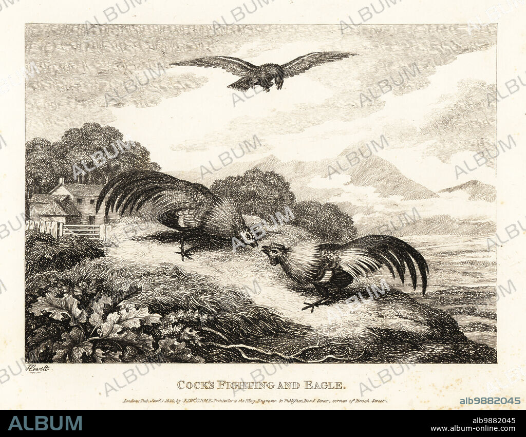 Two roosters fighting in a barn yard while an eagle hovers above. The eagle takes the winner. Cocks fighting and eagle. Illustration of a fable by Greek author Aesop. Copperplate etching drawn and engraved from life by Samuel Howitt from his own A New Work of Animals, Principally Designed from the Fables of Aesop, Gay and Phaedrus, Edward Orme, London, 1811.