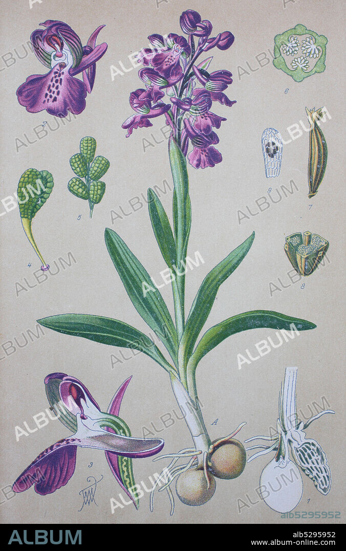 Anacamptis morio, the green-winged orchid or green-veined orchid, synonym Orchis morio, is a flowering plant of the orchid family, Orchidaceae  /  Kleines Knabenkrau, auch Salep-Knabenkraut, Satyrion, Stendelwurz, digital improved reproduction of an original from the 19th century / digitale Reproduktion einer Originalvorlage aus dem 19. Jahrhundert.