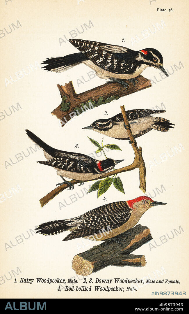 Hairy woodpecker, Dryobates villosus, male 1, downy woodpecker, Dryobates pubescens, male 2 and female 3, and red-bellied woodpecker, Melanerpes carolinus, male 4. Chromolithograph after an ornithological illustration by John James Audubon from Benjamin Harry Warrens Report on the Birds of Pennsylvania, E.K. Mayers, Harrisburg, 1890.