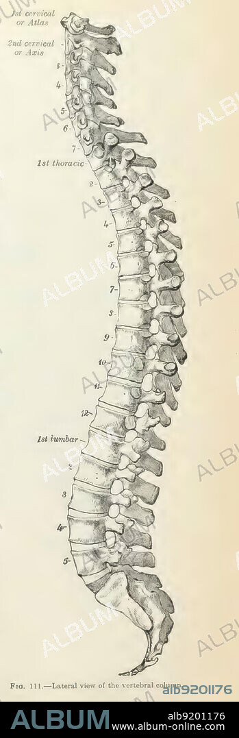 Anatomy of the human body, written by Henry Gray, illustrated by Henry Vandyke Carter. Fig. 111 lateral view of the spine.