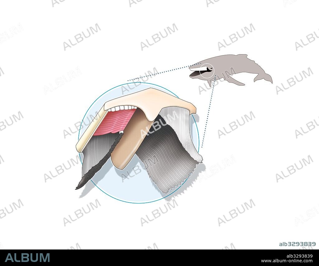 Barbas de ballena.