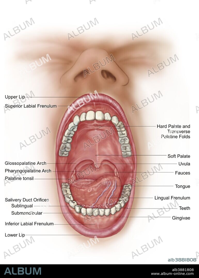 Anatomy of human mouth cavity.