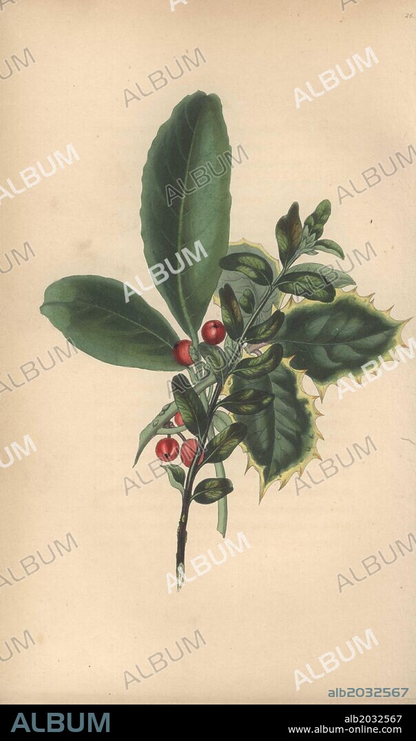 Christmas wreath of box, laurel and holly, Buxus sempervirens, Prunus laurocerasus, and Ilex aquifolium. Handcoloured botanical illustration drawn from nature by Mrs. Rebecca Hey from her own "Spirit of the Woods," London, Longman, Rees, 1837. Rebecca Hey was a Victorian writer, poet and artist who wrote "Moral of Flowers" 1833 and "Recollections of the Lakes" 1841. The plates were probably engraved by William Clark, former draughtsman to the London Horticultural Society, and engraver on Hey's previous book.
