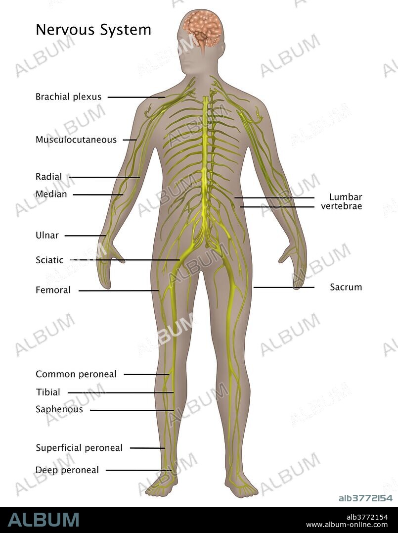 Nervous System in Male Anatomy