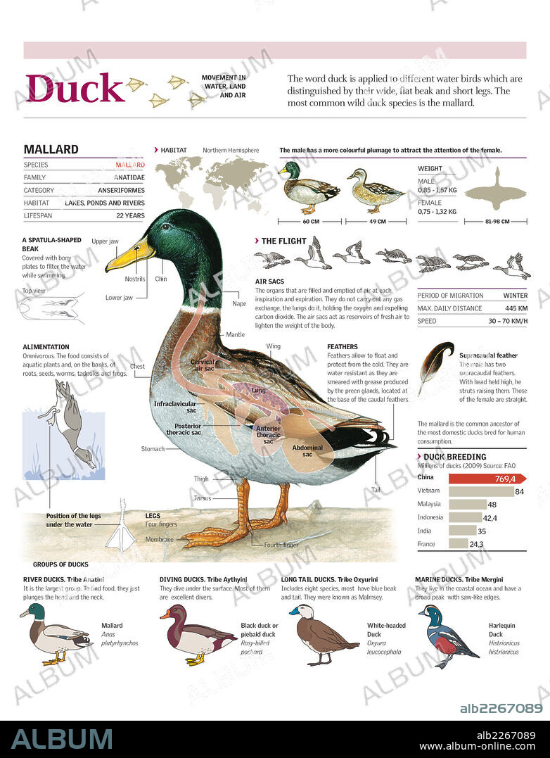 PATO. Infografía de la anatomía, vuelo, hábitat y dieta del ánade real, clasificación general de los patos y datos de cría de patos en el mundo.
