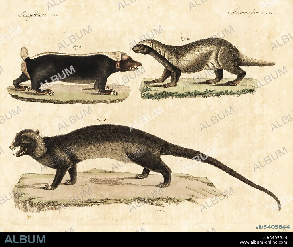 Asian palm civet, Paradoxurus hermaphroditus 1, greater grison, Galictis vittata 2, and Sunda stink badger, Mydaus javanensis 3. Handcoloured copperplate engraving by Theodore Goetz from Friedrich Johann Bertuch's Bilderbuch fur Kinder (Picture Book for Children), Weimar, 1823.