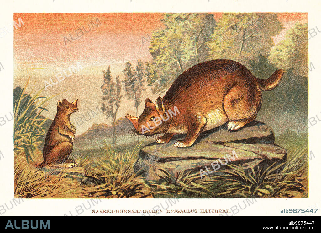 Horned gopher, Ceratogaulus hatcheri, extinct rodent of the late Miocene to early Pliocene. Naseichhornkaninchen, Epigaulus hatcheri. Colour printed illustration by F. John from Wilhelm Bolsches Tiere der Urwelt (Animals of the Prehistoric World), Reichardt Cocoa company, Hamburg, 1908.