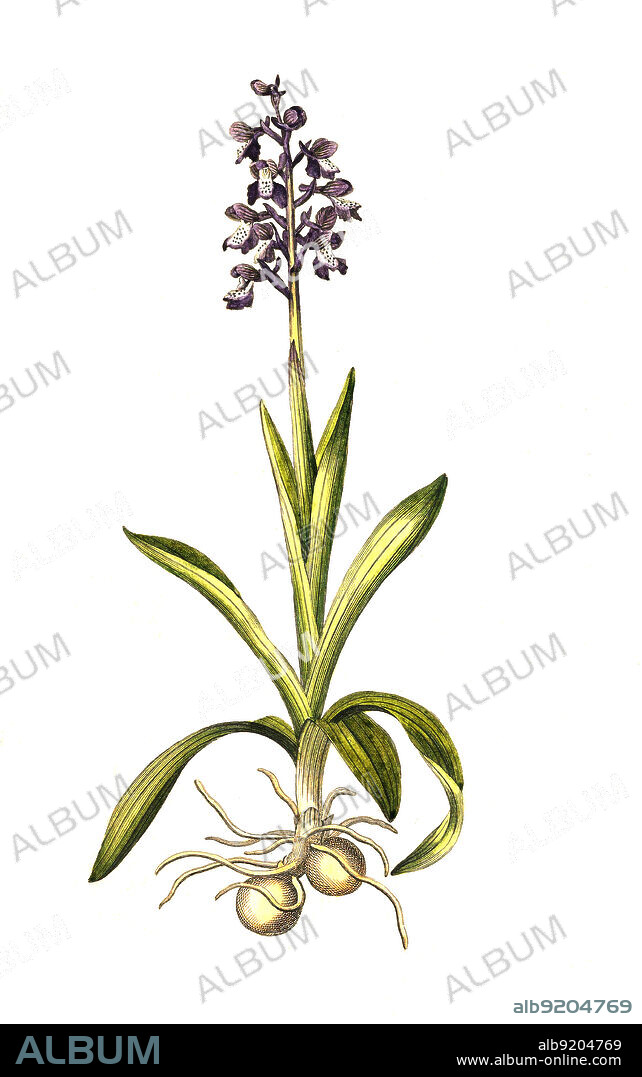 Kleines Knabenkraut, Anacamptis morio,Orchis morio L., auch Salep-Knabenkraut, Satyrion, Stendelwurz oder Narrenkappe / Anacamptis morio, the green-winged orchid or green-veined orchid, historical, digital improved reproduction of an original from the 19th century / digital restaurierte Reproduktion einer Originalvorlage aus dem 19. Jahrhundert, genaues Originaldatum nicht bekannt.