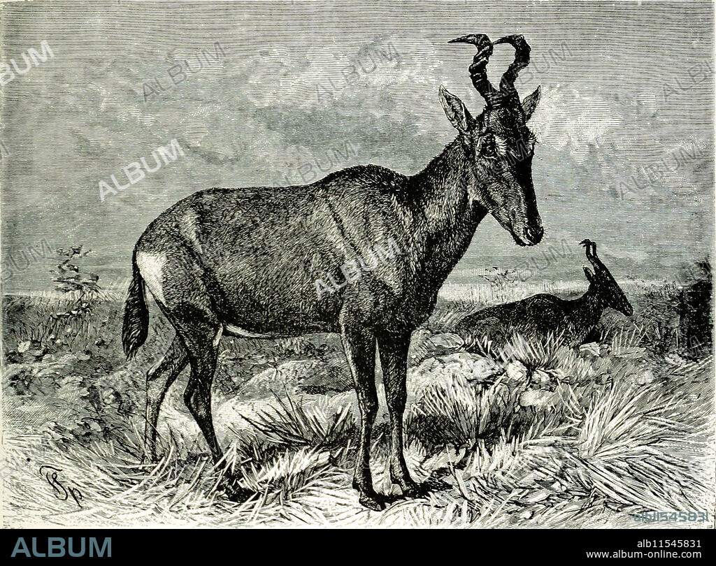 THE HARTEBEEST. This species of Antelope, existing in large numbers in central and southern Africa, is of somewhat ungainly form, because of the lamer dsvel wiiem of the fore quarters as compare 1 with the hin Isr oaes. The most striking peculiarity of the animal is its peculiarly shaped horns, which are well illustrated in this picture. (Bubalis caama.).  Plate from "Brehm's Life of animals : a complete natural history for popular home instruction and for the use of schools."  Art by Fredrich Sprecht (1839-1909).