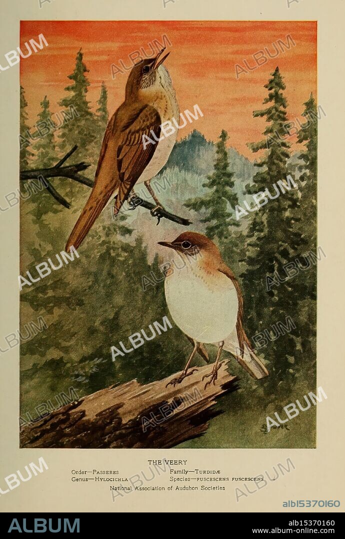 Little friends in feathers, New York, Barse & Hopkins [c1921], birds, veery, catharus fuscescens, veery, Inez Nellie Canfield McFee, Robert Bruce Horsfall, women in science, ornithology, A detailed depiction of two birds, showcasing their distinct features and natural habitat. The upper bird, likely a warbler, is perched gracefully on a branch, exuding a sense of alertness with its beak slightly open. Below it, another bird, characterized by its compact body and soft plumage, stands on a moss-covered log, adding charm to the scene. The background is a lush forest of evergreen trees, suggesting a serene environment, with hues of orange and pink in the sky evoking a tranquil sunset. The scene captures the essence of avian life in nature, highlighting the beauty and diversity of bird species.