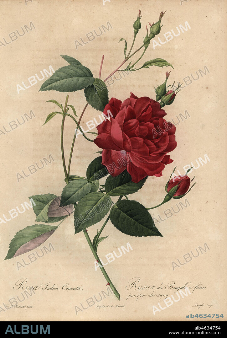 Crimson China rose, Rosa chinensis. Rosa indica cruenta, Rosier du Bengale a fleurs. Stipple copperplate engraving by Pierre Gabriel Langlois handcoloured a la poupee after a botanical illustration by Pierre-Joseph Redoute from the first folio edition of Les Roses, Firmin Didot, Paris, 1817.