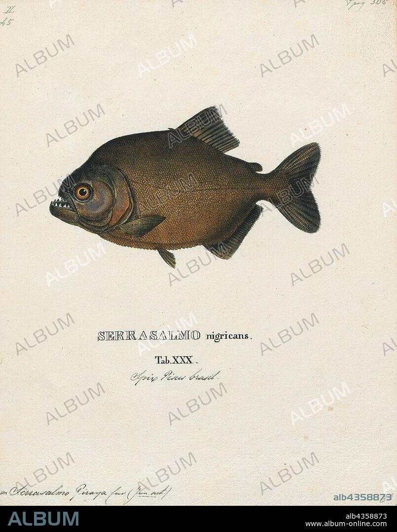 Serrasalmo piraya, Print, The fish Pygocentrus piraya, often called the piraya piranha or San Francisco piranha, and sometimes sold as the man-eating piranha, is a large, aggressive piranha from the São Francisco River basin in Brazil. It is one of the largest piranhas, reaching a maximum length of 50 cm in the wild, and is sometimes considered the most beautiful, with its orange to yellow belly coloration, silver eyes, and rayed fibrous adipose fin. Like most other piranhas, P. piraya is laterally compressed and roughly circular in profile, and bears a mouthful of very sharp teeth. The lower jaw is thick, strong, and protruding., 1700-1880.