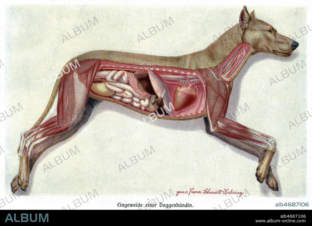 Planche anatomique du chien. Illustration de 1920 pour Brehms Tierleben par Alfred BREHMS (1829-1884). Credit : Coll. Jonas/KHARBINE-TAPABOR.