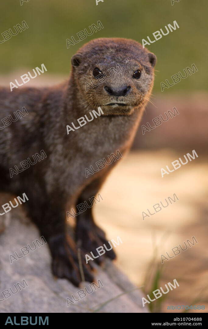 The Spotted-necked Otter (Lutra maculicollis), with its slender and streamlined body, webbed feet, and long tappered tail, is totally adapted to its watery habitat. Their short, sharp claws are useful for catching fish which they eat tail first, sometimes discarding the heads. Their name derives from the distinctive spots on their neck and upper chest. The Spotted-Necked Otter lives mostly in the Southern half of Africa. This individual was photographed at the Reid Park Zoo in Tucson, Arizona.