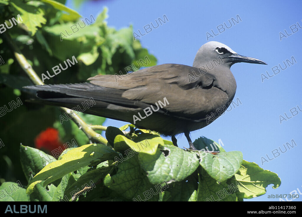 Lesser Noddy, Anous tenuirostris, Bird Island,Republic of Seychelles,Indian Ocean.
