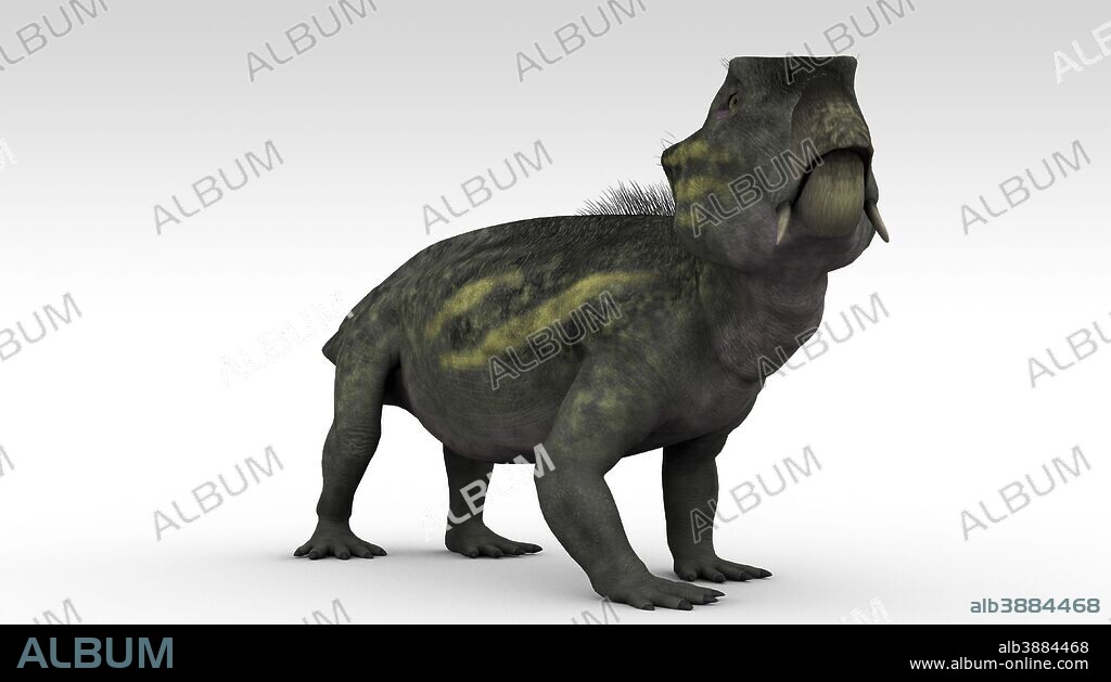 Lystrosaurus, a dicynodont therapsid from the Late Permian and Early Triassic period.