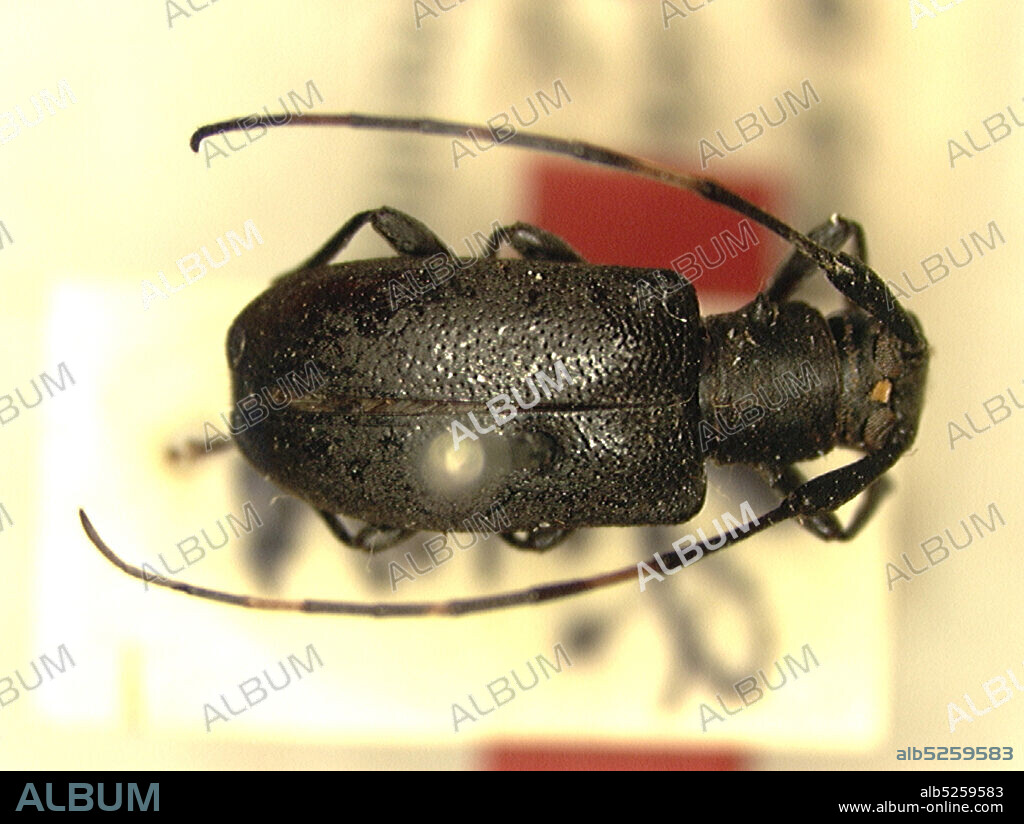 Dugo, Congo, Docus niger Breuning, 1942, Animalia, Arthropoda, Insecta, Coleoptera, Cerambycidae, Lamiinae.