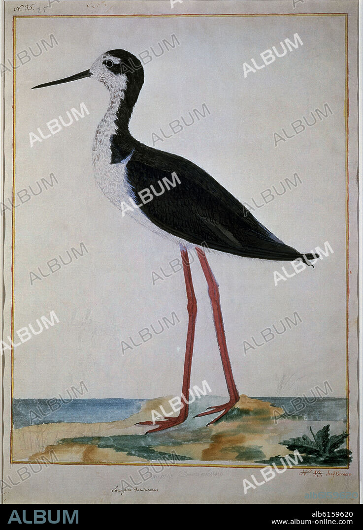 JOSE CARDERO (1766-1811). SARAPICO DOMINICANO - SIGLO XVIII - EXPEDICION MALASPINA.