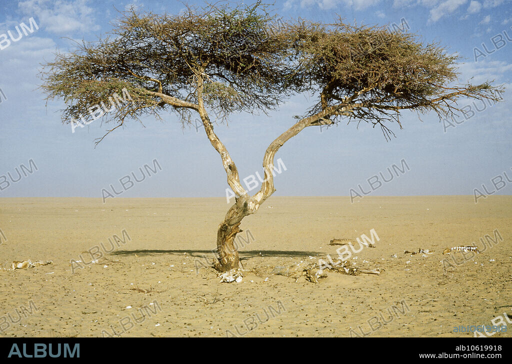 The Tree of Tenere (Acacia sp.), or L'Arbre du Tenere, was the only tree to be seen for hundreds of miles in the Sahara desert of Niger. The remains of several camels can be seen here beneath it. The tree was struck down by a truck in 1973.
