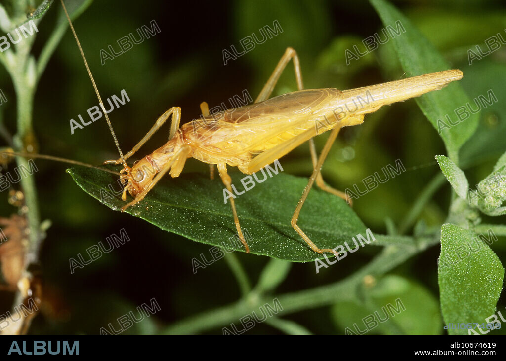 Snowy tree cricket (Oecanthus fultoni) in Huntingdon County, Pennsylvania.