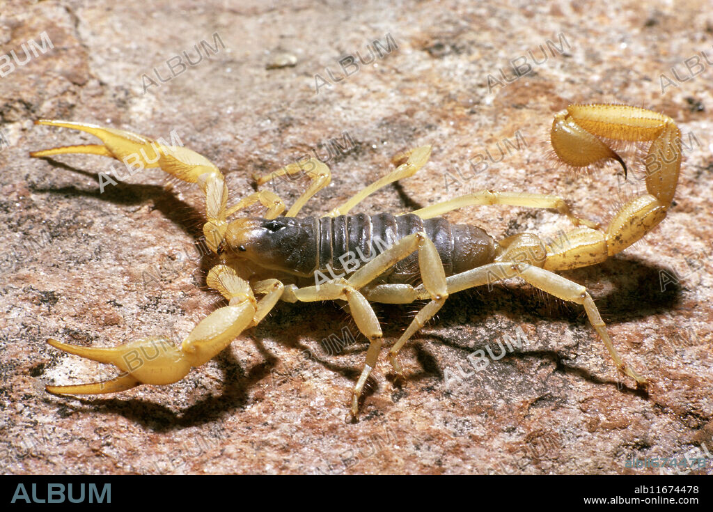 Giant desert hairy scorpion (Hadrurus arizonensis).