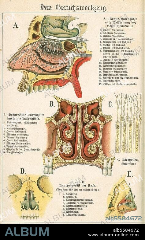 Medizin / Anatomie: Nase. "Das Geruchswerkzeug". Farblithographie. Aus: Der Bau des menschlichen Körpers. Anatomische Beschreibung des Menschen für Schule und Haus. Nach Entwürfen von P.Ebenhöch, neu bearb. u. hrsg. von Theodor Himmelein. Eßlingen bei Stuttgart (J.F.Schreiber) 1895, Tafel XVIII. Berlin, Sammlung Archiv für Kunst und Geschichte.