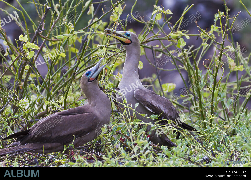 Adult dark morph red-footed boobies (Sula sula), Genovesa Island, Galapagos Islands, Ecuador, South America.
