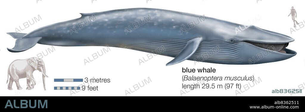 Blue whale (Balaenoptera musculus).