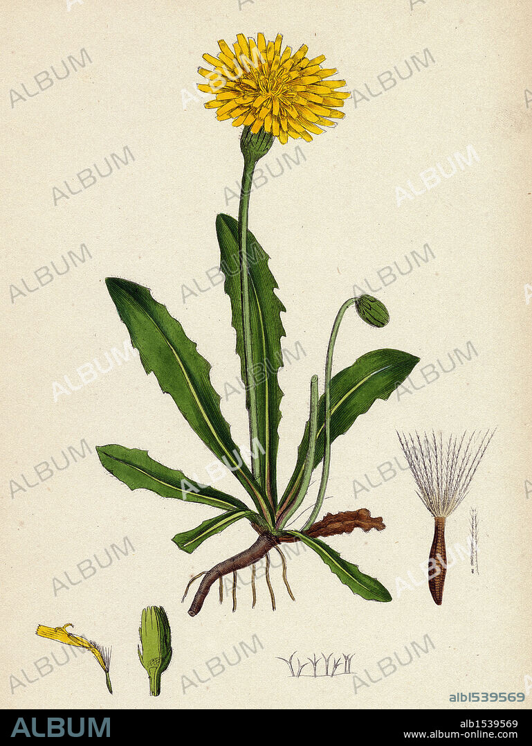 Leontodon hispidus; Rough Hawk-bit.