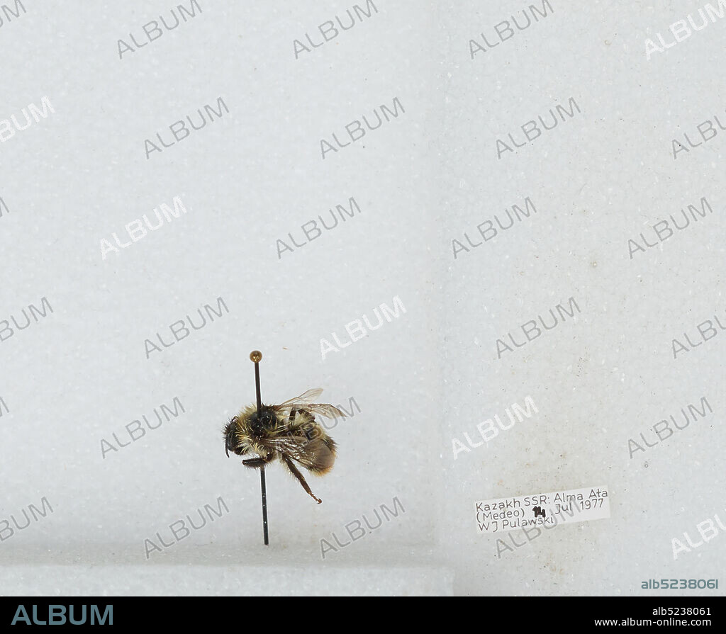 Almaty (Medeo), Almaty Qalasy, Kazakhstan, Bombus sp., Animalia, Arthropoda, Insecta, Hymenoptera, Apidae, Apinae.
