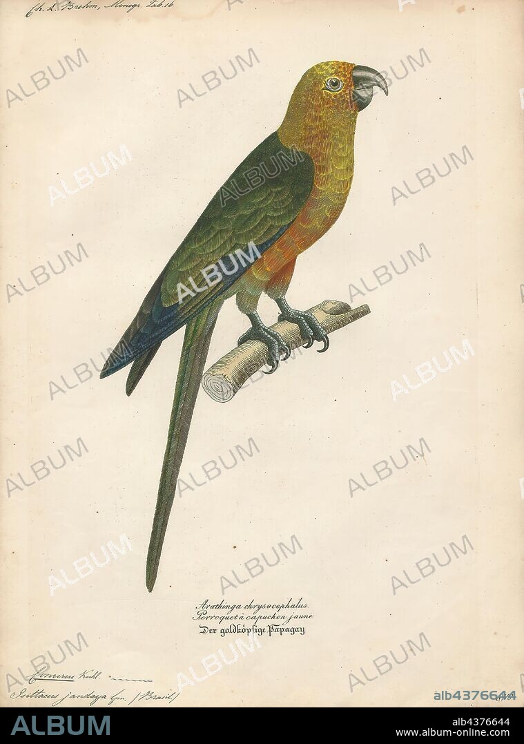 Conurus jandaya, Print, The jandaya parakeet or jenday conure (Aratinga jandaya) is a small Neotropical parrot with green wings and tail, reddish-orange body, yellow head and neck, orange cheeks, and black bill, native to wooded habitats in northeastern Brazil. It is a member of the Aratinga solstitialis complex of parakeets very closely related to, and possibly subspecies of the sun parakeet., 1842-1855.