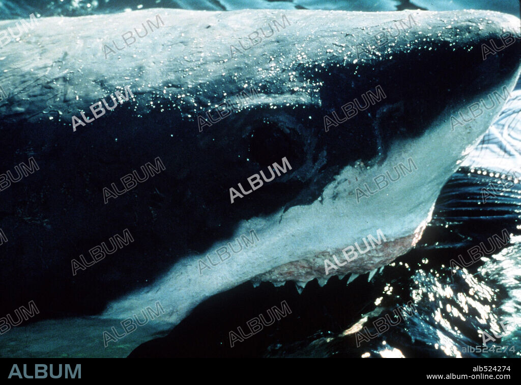 SHARK ATTACK, 1999. Copyright SHARKY PRODUCTIONS.