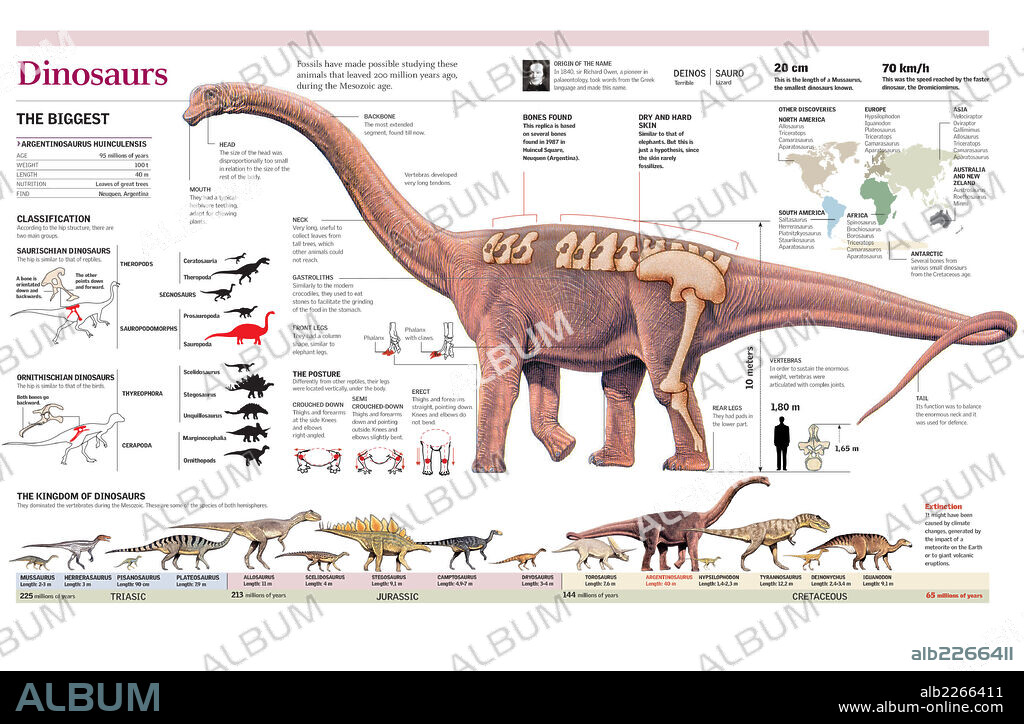 Dinosaurs. Infographics of the anatomy of Argentinosaurus and classification and evolution of dinosaurs.