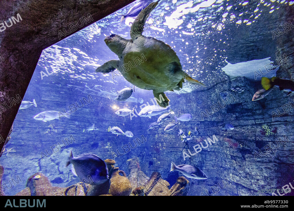 Mediterranean sea turtle in the aquarium, Cabrera National Park Information Center, Colonia de Sant Jordi, Mallorca, Spain.