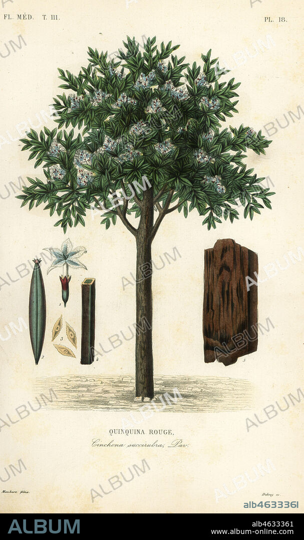 Quinine tree, ted cinchona or quina, Cinchona pubescens, Cinchona succirubra, Quinquina rouge. Handcoloured steel engraving by Debray after a botanical illustration by Edouard Maubert from Pierre Oscar Reveil, A. Dupuis, Fr. Gerard and Francois Herincqs La Regne Vegetal: Flore Medicale, L. Guerin, Paris, 1864-1871.