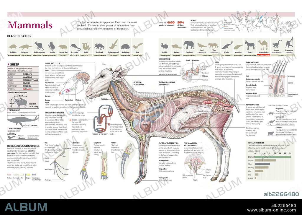 MAMIFEROS. Infografía de las características, anatomía y clasificación de los mamíferos.