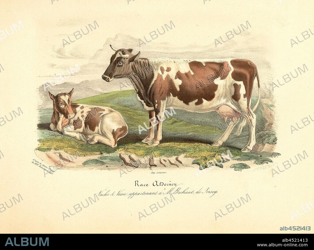 Alderney Race. Cow, Bovine breed from Great Britain, signed: d'après les dessins Anglais de M.M. Nicholson et Shiels; Imp. Lemercier; Hermann Eichens, Pl. 16, to p. 103, Nicholson, Francis (del.); Shiels, William (del.); Eichens, Hermann (lith.); Imprimerie Lemercier (imp.), 1846, David Low; Royer: Histoire naturelle-agricole des animaux domestiques de l'Europe: races de la Grande-Bretagne. Paris: aux Bureaux du Moniteur de la Propriété, et chez les principaux Libraires, 1846.