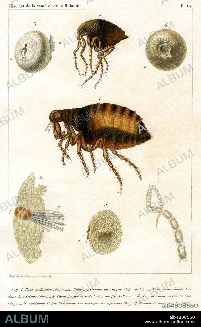 Puce et chique. Illustration de 1869 par Benjamin RASPAIL (1823-1899) pour Histoire naturelle de la Sante et de la Maladie par Francois Vincent RASPAIL (1794-1878). Credit : Collection Jonas/Kharbine-Tapabor.