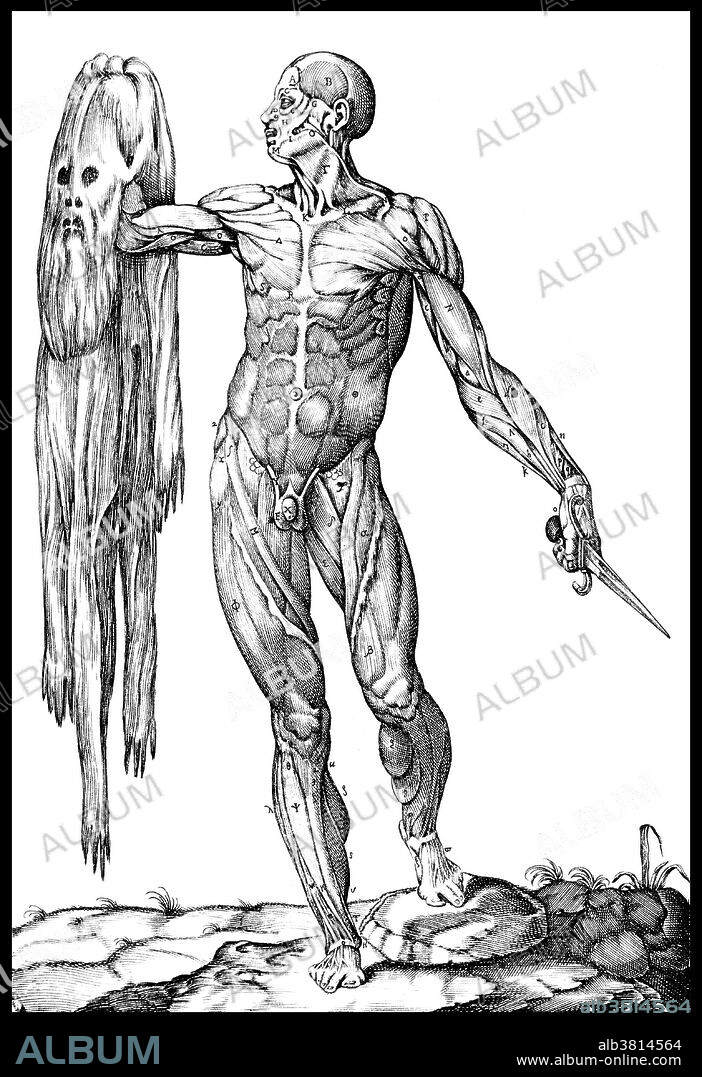 Flayed Muscle Man, "Anatomia del corpo humano", 1588. Juan Valverde de Amusco (de Hamusco) (1525-1558?) studied medicine in Padua and Rome under Realdo Columbo and Bartolomeo Eustachi. He published several works on anatomy, including De animi et corporis sanitate tuenda libellus (Paris, 1552). His most famous work was Historia de la composicion del cuerpo humano, published in 1556. All but four of its 42 engraved copperplate illustrations were taken directly from Andreas Vesalius's De humani corporis fabrica. Vesalius bitterly commented on Valverde's plagiarism, accusing him of having performed very few dissections himself. One of Valverde's most striking original plates is that of a muscle figure holding his own skin in one hand and a knife in the other, which has been likened to Saint Bartholomew in The Last Judgment (Michelangelo) of the Sistine Chapel.