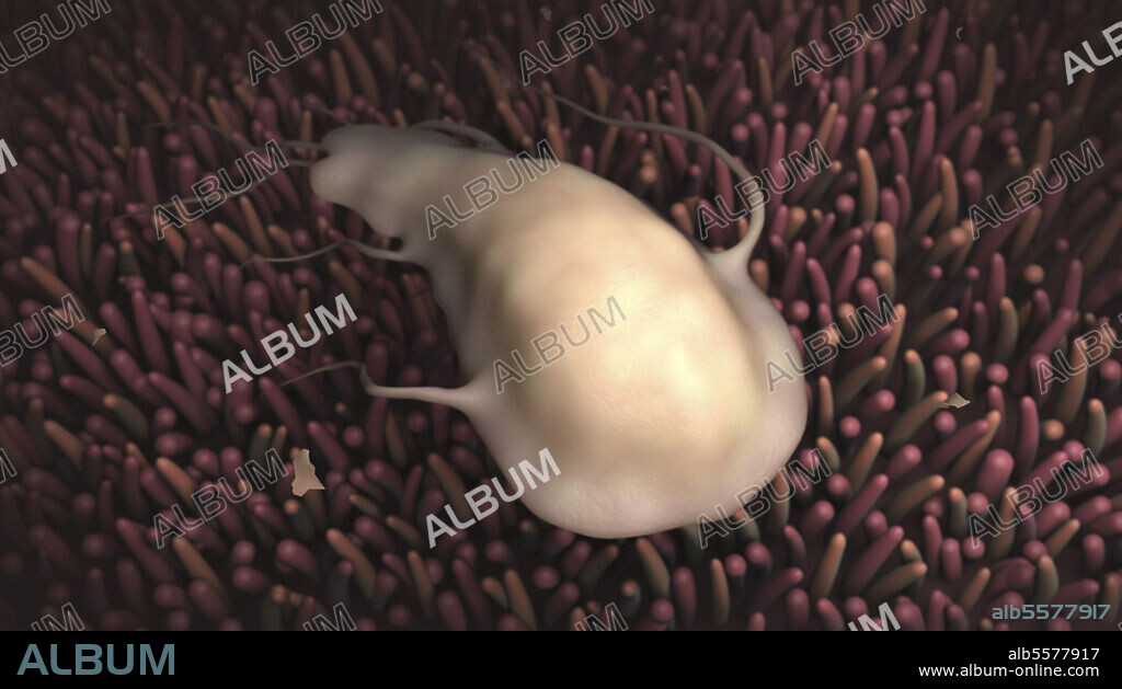 Biomedical illustration of the Giardia parasite inside the human intestines.