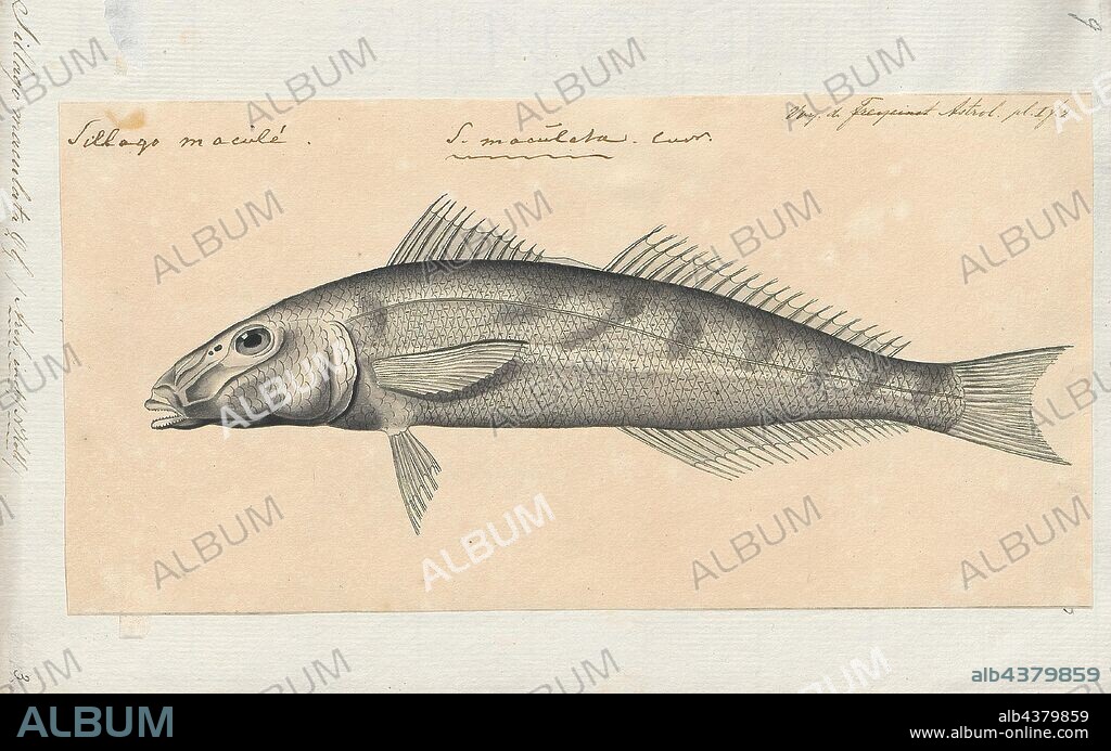 Sillago maculata, Print, The trumpeter whiting, Sillago maculata, (also known as the winter whiting or diver whiting) is a common species of coastal marine fish of the smelt-whiting family, Sillaginidae. The trumpeter whiting is endemic to Australia, inhabiting the eastern seaboard from southern New South Wales to northern Queensland. The species is found in bays, estuaries, coastal lakes and mangrove creeks on silty and muddy substrates in waters ranging from 0 to 30 m deep, occasionally inhabiting sandy and seagrass beds., 1700-1880.