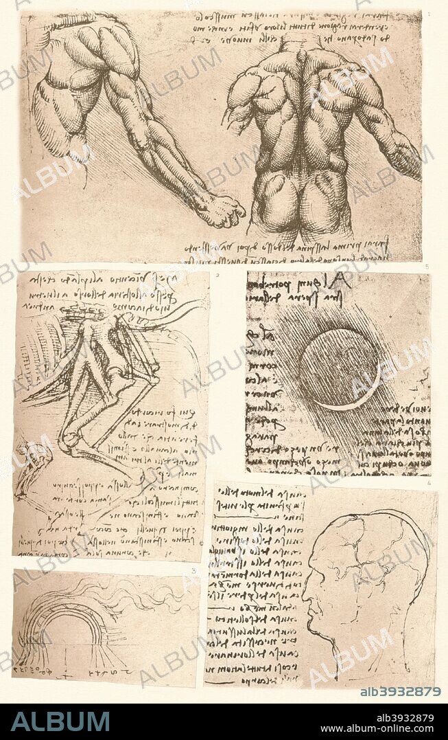 Four anatomical drawings, c1472-c1519 (1883). From The Literary Works of Leonardo Da Vinci, Vol. II by Jean Paul Richter, PH. DR. [Sampson Low, Marston, Searle & Rivington, London, 1883].