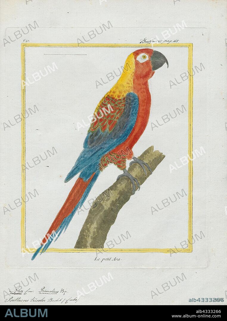 Ara tricolor, Print, The Cuban macaw or Cuban red macaw (Ara tricolor) was a species of macaw native to the main island of Cuba and the nearby Isla de la Juventud that became extinct in the late 19th century. Its relationship with other macaws in its genus was long uncertain, but it was thought to have been closely related to the scarlet macaw, which has some similarities in appearance. It may also have been closely related, or identical, to the hypothetical Jamaican red macaw. A 2018 DNA study found that it was the sister species of two red and two green species of extant macaws., 1700-1880.